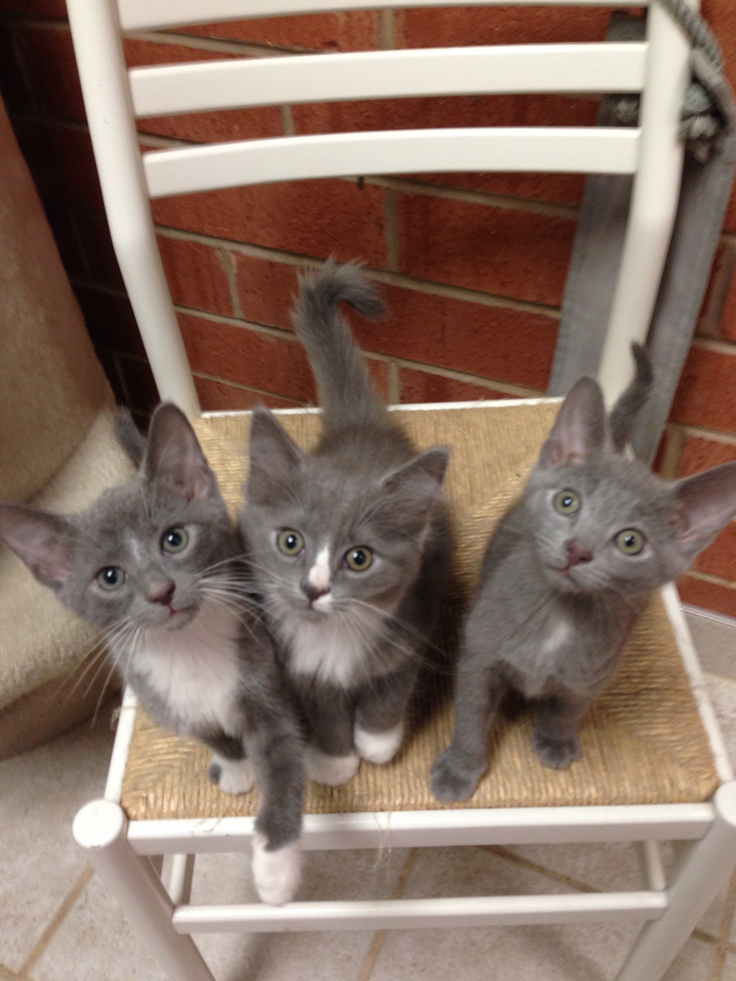 The Cat Clinic of Greensboro Your Neighborhood Veterinarian Clinic